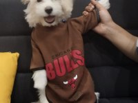 3 AYLIK MALTİPOO ERKEK CASPER KÖPEĞİMİZ