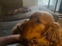 1.5 Yaşında Tam Aşılı Cocker Spaniel