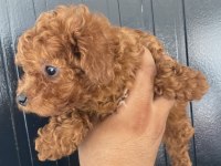 Irk sağlık ve kilo garantili kore poodle