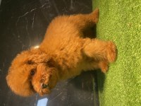 Toy Poodle Bebekleri