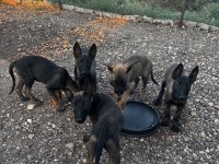 A kalite kopkoyu yavrular dişi ağırlıklı belçika kurdu