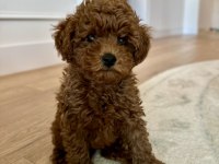Toy Poodle Bebeklerimiz
