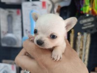 Maltese 5 şivava yavrularımız