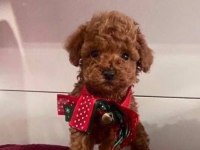 Ev Doğumlu Sağlık Garantili Orjinal Poodle Kuzular