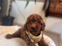 Popülerliği Elinden Bırakmayan Irk Toy Poodle
