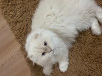 Cins scottish fold yavru