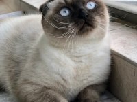 Scottish fold