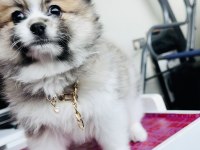 3 AYLIK ERKEK BOO POMERANİAN