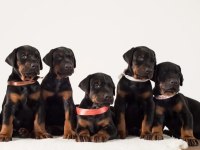 İyisi değil en iyisi doberman kapıda ödeme mevcuttur