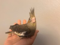 25 günlük sultan papağanı