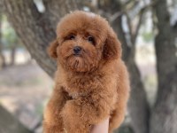 RED BROWN TOY POODLE