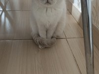 BLUE POİNT BRİTİSH 2 DİŞİ KIZANDA SAHİPLENDİRİLECEK