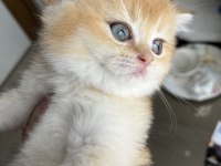 By12 golden british shorthair dişi ped