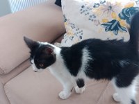 Sahiplendirme Kedimiz Sokakta Bulduk