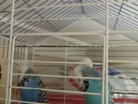 Show Jumbo muhabbet kuşu