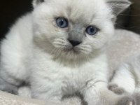 British Shorthair Erkek Yavrular