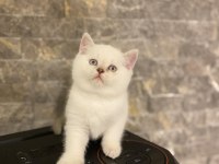 BRITISH SHORTHAİR MAVİ GÖZLÜ YAVRULARIM 