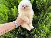 Sıfır burun sıfır kulak orjinal pomeranian isteyenlere