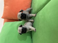 Anne altından safkan pug (mops) yavrular