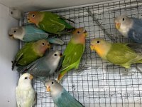 ELE ALIŞTIRMALIK BEBEK SEVDA PAPAĞANLARI