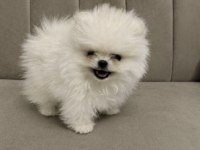 Pomeranian Boo Full Aşılı