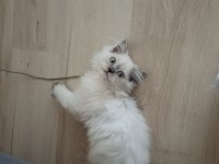 Dişi British longhair