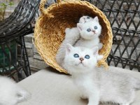 PAMUK GİBİ MASMAVİ GÖZLÜ ÇOK SEVECEN BRİTİSH YAVRULAR