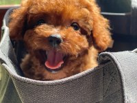 Kuyruksuz Kore Toy Poodle Yavrumuz