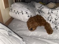 SEVİMLİ TOY POODLE