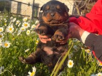 Tecrübeli Aileler İçin Asil Ve Sadık Rottweiler Yavrular