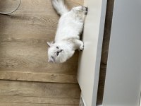 British longhair erkek