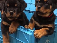 Dolandırılmaya son heryerden elden teslim rottweiler