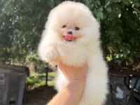Zırve Dişi Pomeranian Boo En İyisini İsteyenlere