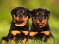 A Şecereli Anne Babanın Kaliteli Rottweiler Bebekleri