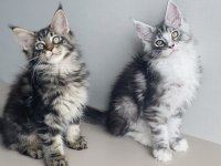 Değerini Bilene Özel Xxl Maine Coon Bebekler 