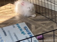 3 Aylık Evcil Teddy Lop Tavşan