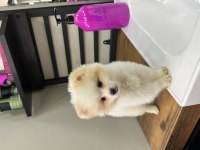 Sakarya Pomeranian 5 Aylık (ERKEK)