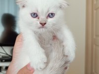 Scottish fold erkek