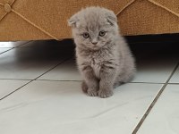 1 aylık scottish fold yavrular sahiplendirmek istiyorum