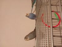 2 adet yeni yeme düşen muhabbet kuşu