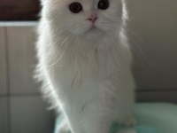 British Longhair güzeller güzeli kızımız