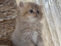 50 günlük british longhair