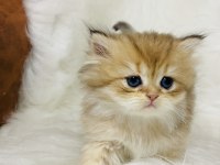 Ny11 erkek british longhair