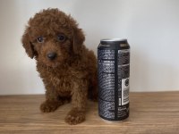 Red Brown Toy Poodle