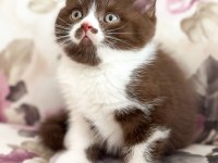 NADİR BULUNAN CİNNEMON CHOCOLATE YAVRU KEDİMİZ