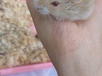 GONZALEZ HAMSTER SÜTLÜ KAHVE