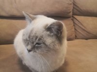 7 aylık erkek british shorthair yavruma yuva