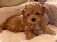 BİRİNCİ SINIF MALTİPOO YAVRULARI