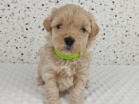 Maltipoo Cinsi Yavru Köpekler