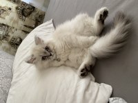 5 Aylık British Longhair Yavrularımız